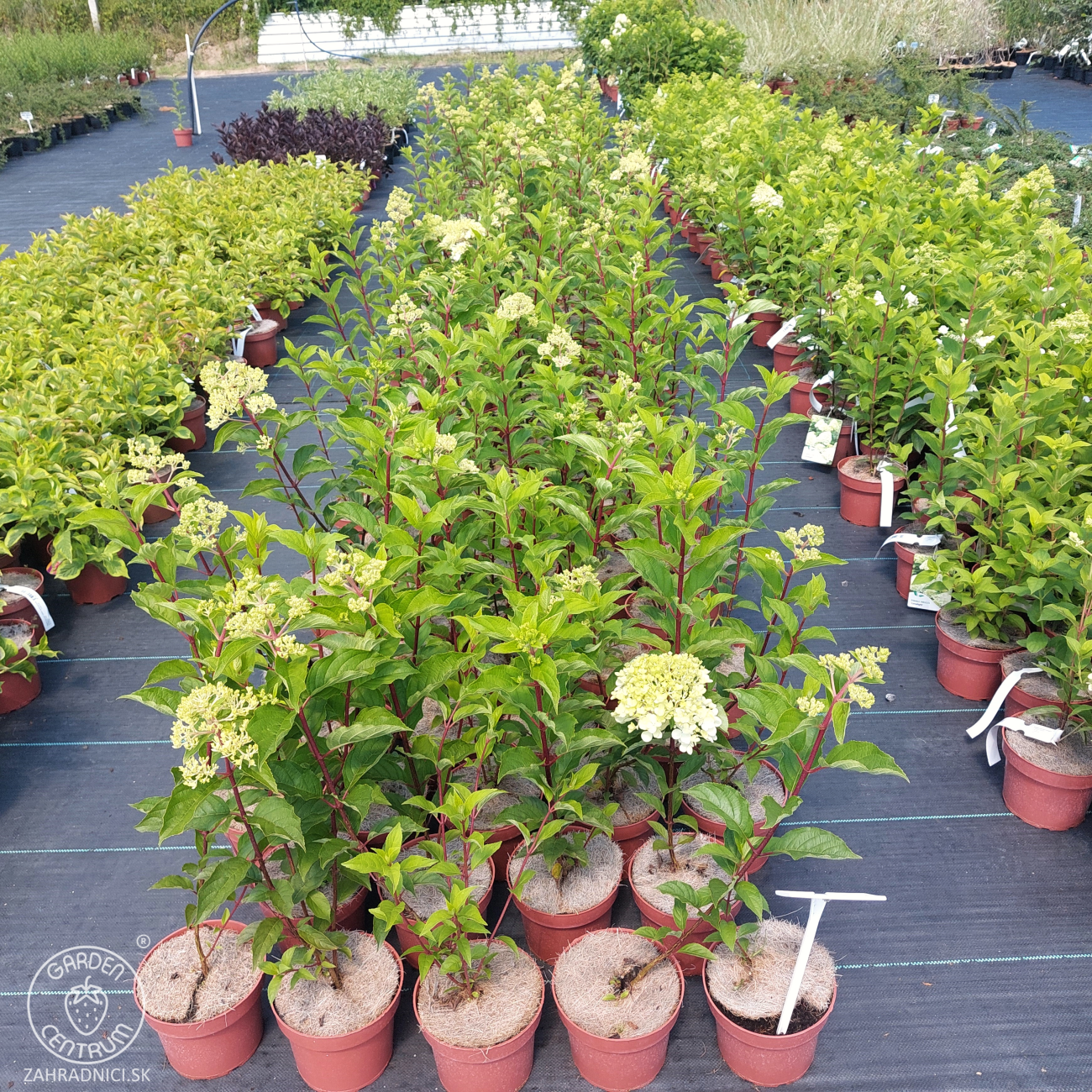 Obrázok Hortenzia metlinatá (Hydrangea paniculata) ´SILVER DOLLAR´ - výška 20-30 cm, kont. C2L